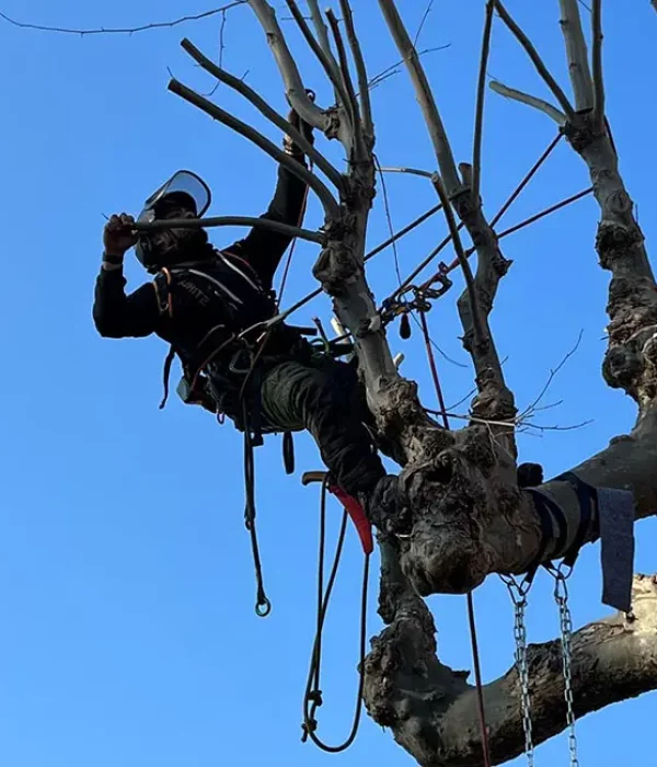 Debroussallage-service-acrotique